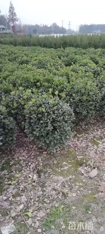 冠幅60厘米大叶黄杨球