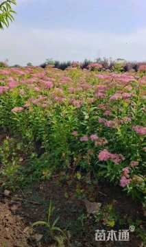 高度40厘米绣线菊