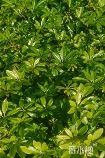 高度35厘米鸭脚木