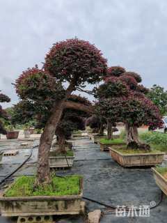 高度250厘米红花继木