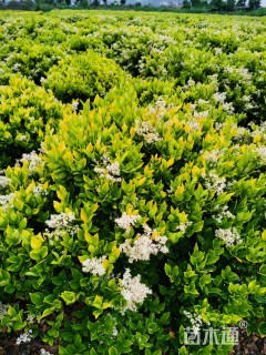 冠幅80厘米金森女贞球