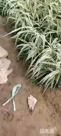 高度20厘米花叶芦苇