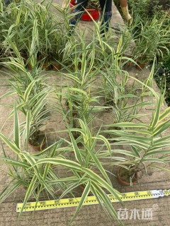 高度30厘米花叶芦竹