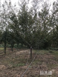 12公分樱花