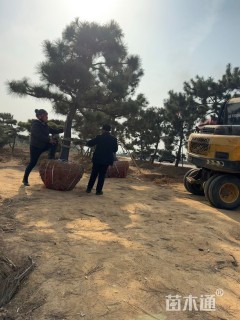 高度4.5厘米黑松