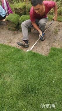 草卷状马尼拉草