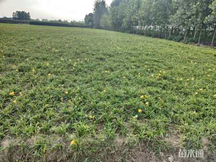 高度20厘米金娃娃萱草