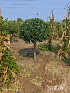 15公分丝棉木高接卫矛