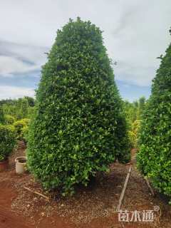 高度300厘米金钱榕