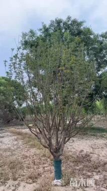 14公分绚丽海棠