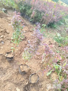 高度50厘米红叶小檗