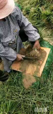 高度15厘米中叶麦冬