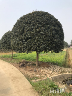 23公分桂花