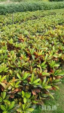 高度20厘米变叶木