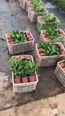 高度30厘米无尽夏绣球