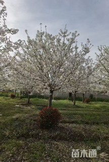 15公分染井吉野樱