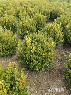 高度70厘米小叶黄杨
