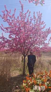 14公分绚丽海棠