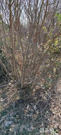 高度300厘米丛生紫薇