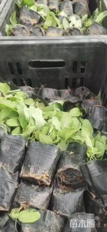 高度10厘米金光菊