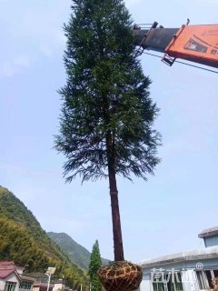 15公分柳杉