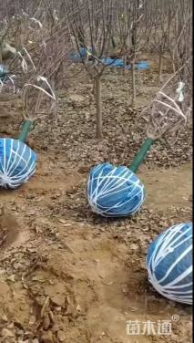 12公分绚丽海棠