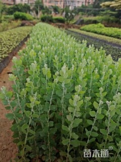 高度20厘米银叶金合欢