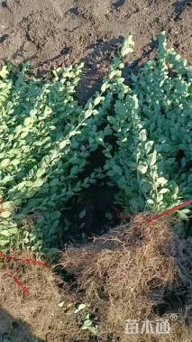 高度60厘米卫矛