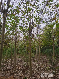 5公分白玉兰