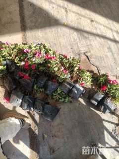 20厘米西洋杜鹃