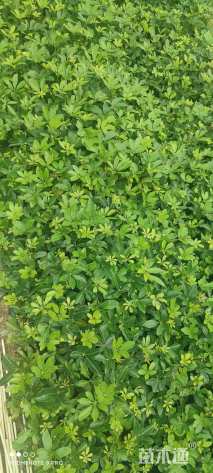 高度20厘米鸭脚木