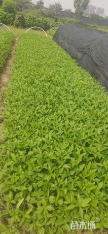 高度20厘米蟛蜞菊