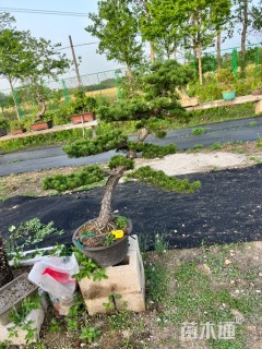 10公分红叶石楠