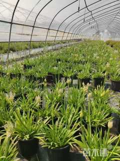 高度20厘米百子莲