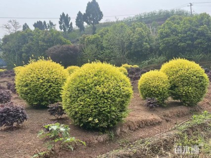 冠幅100厘米金禾女贞球