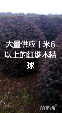 冠幅160厘米红花继木球