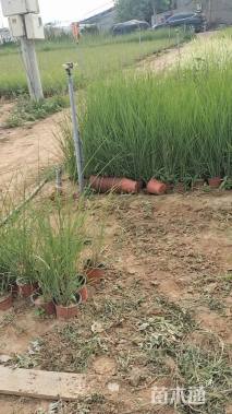 高度50厘米矢羽芒