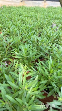 高度20厘米香彩雀