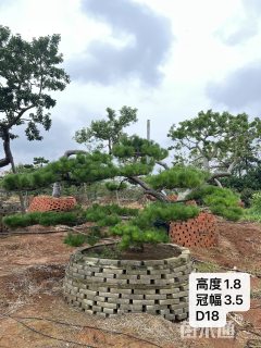 18公分造型黑松