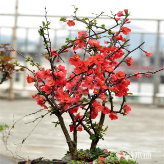 高度60厘米贴梗海棠