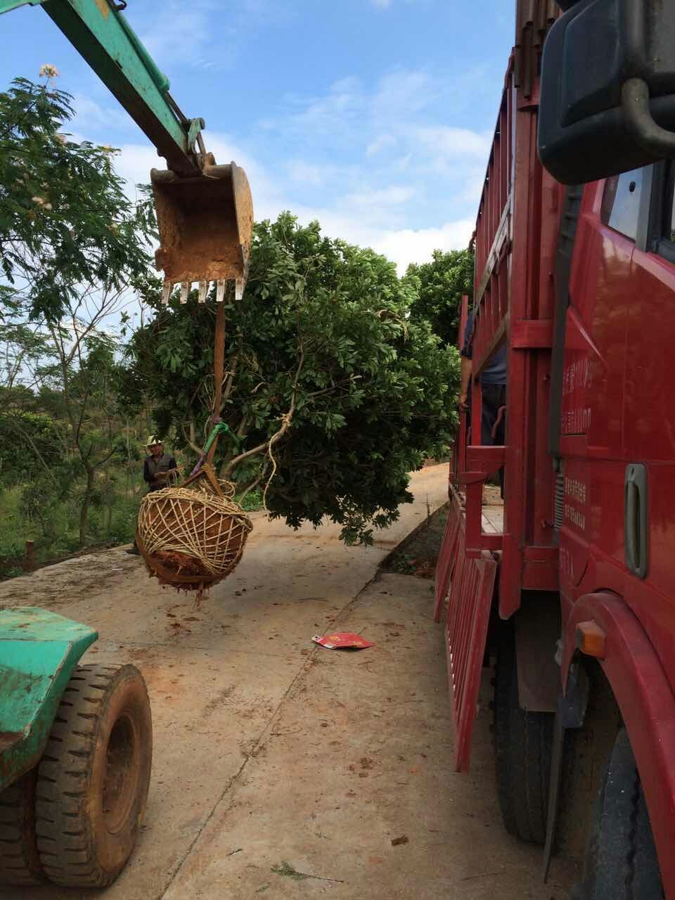 冠幅250厘米杨梅球