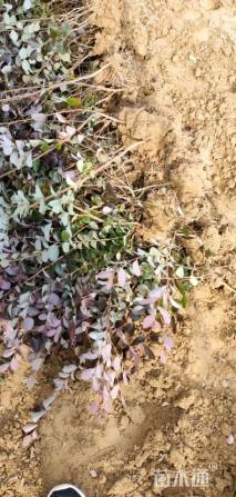 高度40厘米红花继木