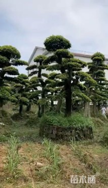 30公分造型榆树