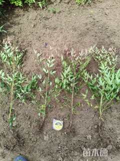 高度55厘米南天竹