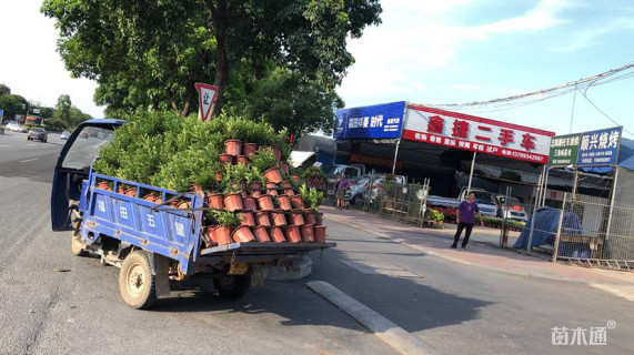 高度50厘米胡椒木