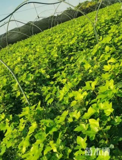 高度45厘米熊掌木小苗