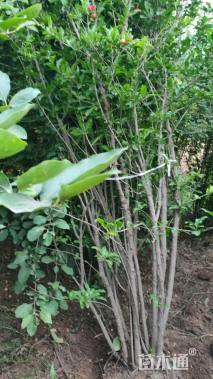 高度300厘米丛生花石榴