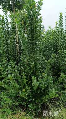 高度80厘米大叶黄杨