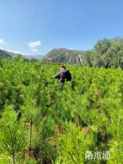 高度100厘米油松