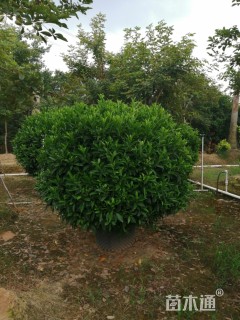 高度150厘米非洲茉莉
